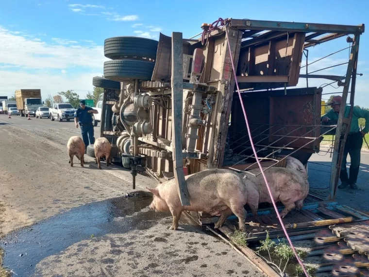 Camión cargado con más de 50 cerdos volcó sobre la autovía de la Ruta 14
