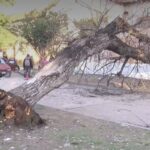 Cinco personas heridas tras la caída de un árbol en feria de la Escuela Hogar