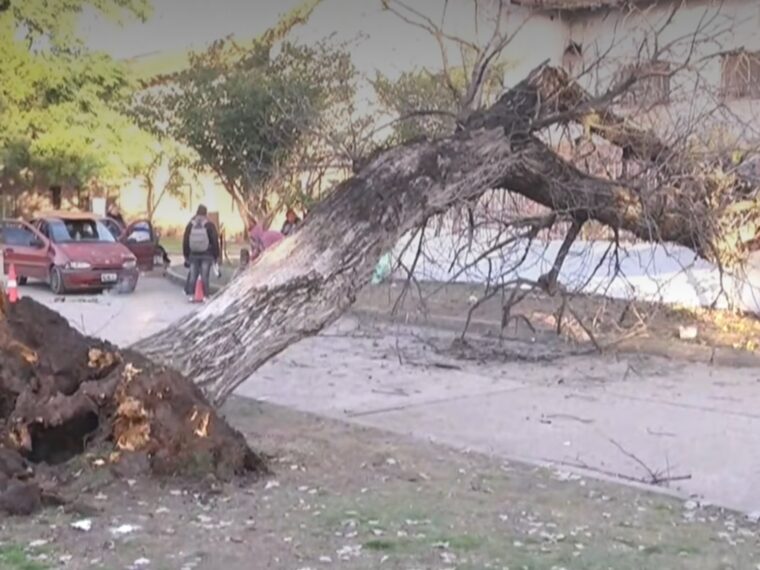Cinco personas heridas tras la caída de un árbol en feria de la Escuela Hogar