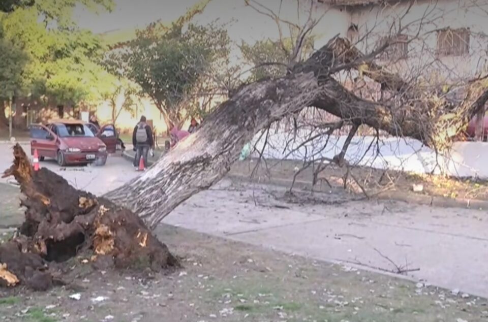 Cinco personas heridas tras la caída de un árbol en feria de la Escuela Hogar