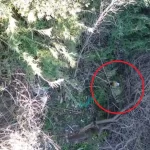 Con un drone persiguieron y lograron capturar a un delincuente prófugo en Paraná