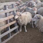 Financian inversiones en la cadena ovina y caprina por hasta tres millones de pesos a tasa cero